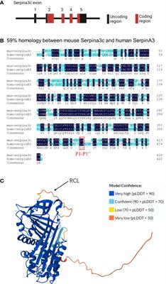 The versatile role of Serpina3c in physiological and pathological processes: a review of recent studies